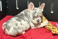 Zink, a female French Bulldog for sale in Sturgis, MI – 2 of 10