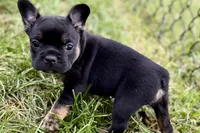 Cupcake, a female French Bulldog for sale in Sturgis, MI – 4 of 10