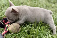 Cash, a male French Bulldog for sale in Sturgis, MI – 4 of 9