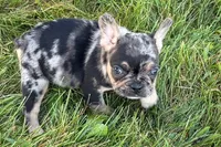 Clem, a male French Bulldog for sale in Sturgis, MI – 8 of 8