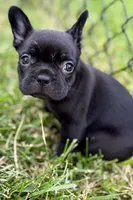 Clover, a female French Bulldog for sale in Sturgis, MI – 7 of 9