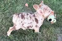 Kara, a female French Bulldog for sale in Sturgis, MI – 6 of 10