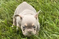 Eddie, a male French Bulldog for sale in Sturgis, MI – 4 of 9