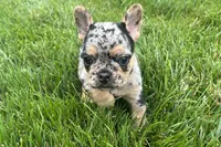Frack, a male French Bulldog for sale in Sturgis, MI – 5 of 7