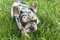 Frack, a male French Bulldog for sale in Sturgis, MI – 2 of 7