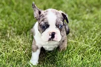 Rebel, a male Frenchton for sale in Sturgis, MI – 6 of 10