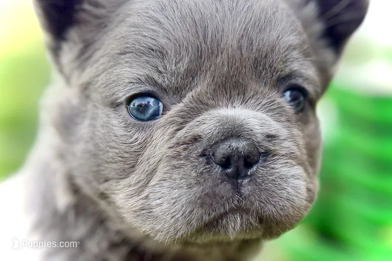 Star – French Bulldog puppy for sale in Sturgis, MI
