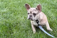 Gizmo, a male French Bulldog for sale in Sturgis, MI – 7 of 10