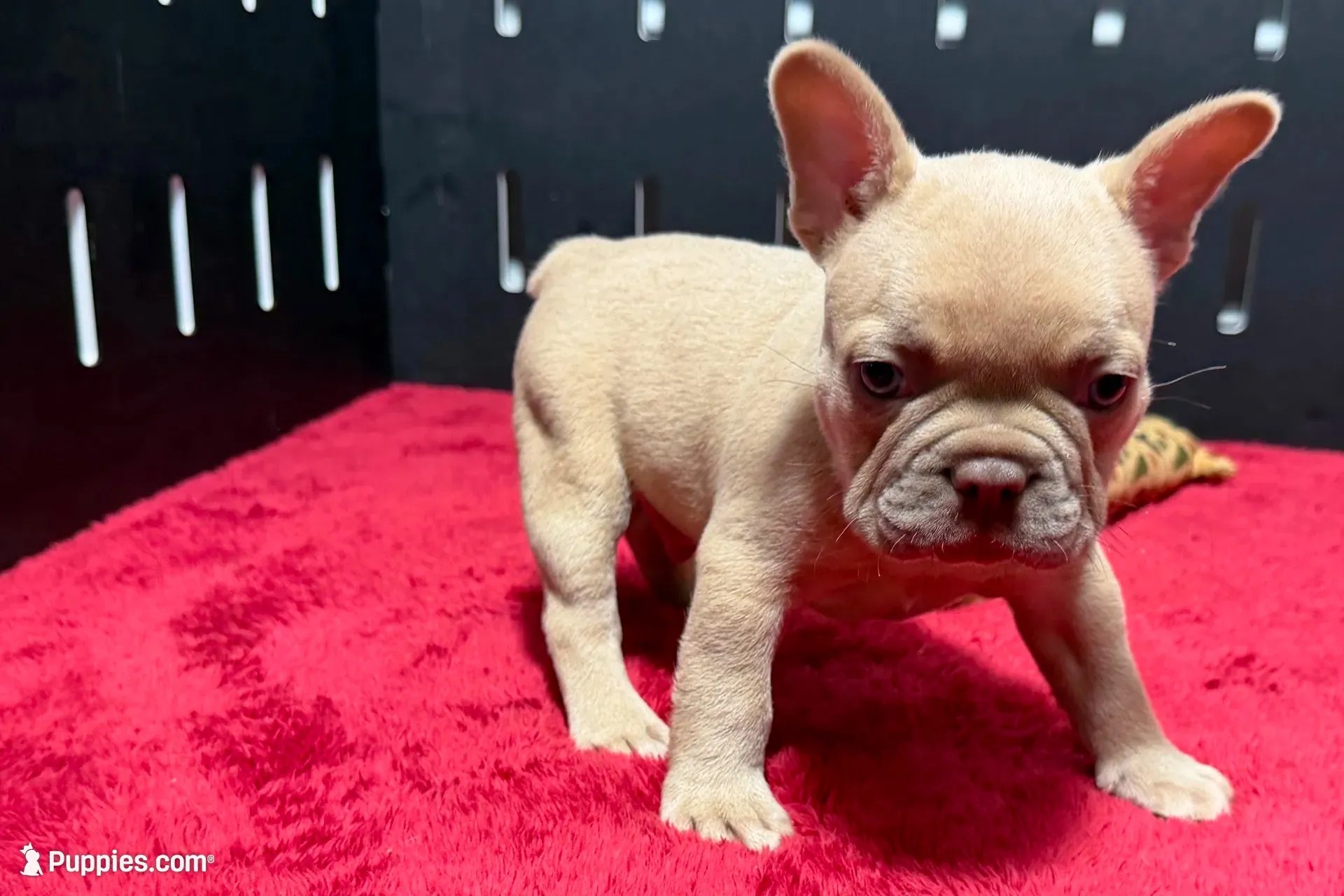 Leo, a  French Bulldog for sale in Sturgis, MI – 1 of 10