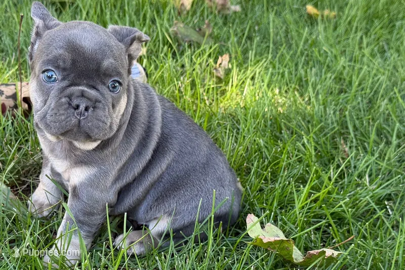 Kanto  – French Bulldog puppy for sale in Sturgis, MI