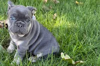 Kanto , a male French Bulldog for sale in Sturgis, MI – 1 of 9