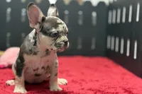 Zina , a female French Bulldog for sale in Sturgis, MI – 7 of 10