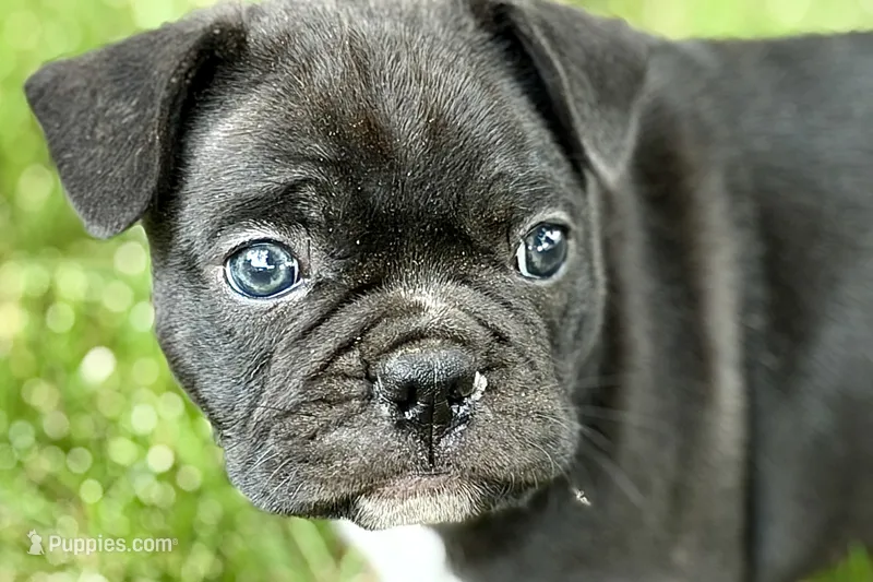 Remy  – Frenchton puppy for sale in Sturgis, MI