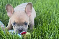 Peanut, a male French Bulldog for sale in Sturgis, MI – 6 of 10
