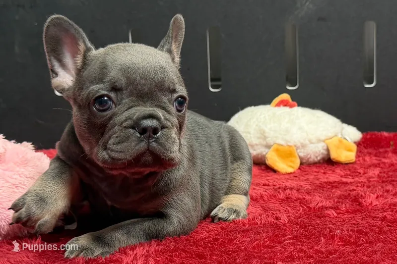 Xia  – French Bulldog puppy for sale in Sturgis, MI