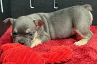 Zilo, a male French Bulldog for sale in Sturgis, MI – 8 of 10