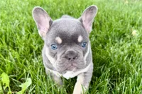 Denver, a male French Bulldog for sale in Sturgis, MI – 10 of 10