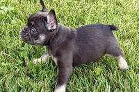 Mia, a female French Bulldog for sale in Sturgis, MI – 6 of 9