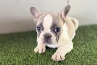 Faith, a female French Bulldog for sale in Sturgis, MI – Photo 6 of 9