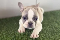 Faith, a female French Bulldog for sale in Sturgis, MI – Photo 4 of 9