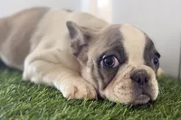 Faith, a female French Bulldog for sale in Sturgis, MI – Photo 1 of 9