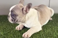 Faith, a female French Bulldog for sale in Sturgis, MI – Photo 5 of 9