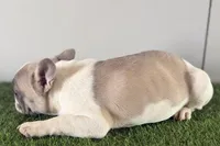 Faith, a female French Bulldog for sale in Sturgis, MI – Photo 9 of 9