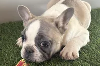 Faith, a female French Bulldog for sale in Sturgis, MI – Photo 2 of 9