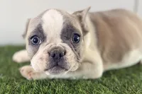 Faith, a female French Bulldog for sale in Sturgis, MI – Photo 3 of 9