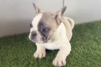 Faith, a female French Bulldog for sale in Sturgis, MI – Photo 7 of 9