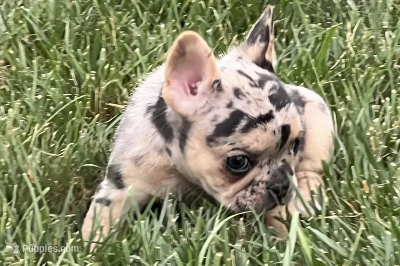 Freddie see – French Bulldog puppy for sale in Sturgis, MI