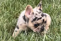 Freddie see, a male French Bulldog for sale in Sturgis, MI – 1 of 7