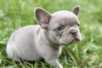 Cash, a male French Bulldog for sale in Sturgis, MI – 6 of 9