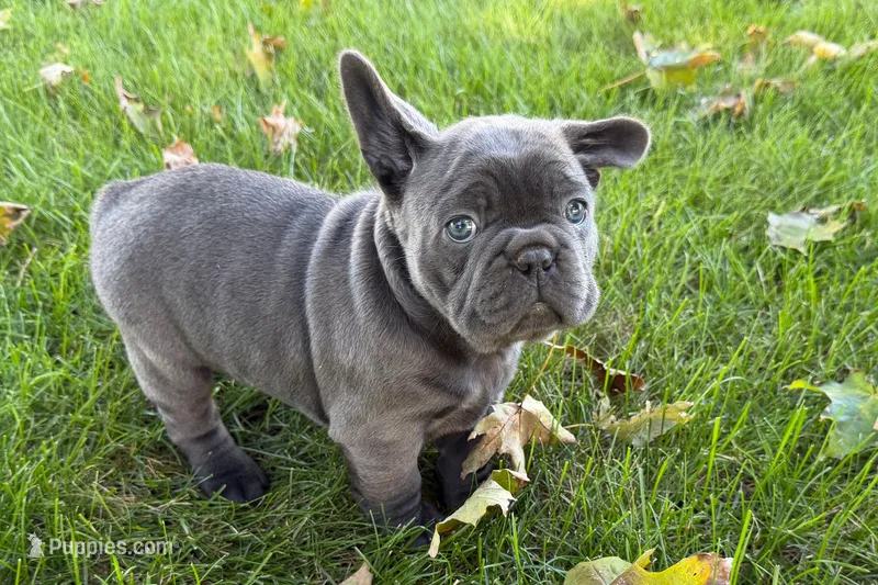 Kurt – French Bulldog puppy for sale in Sturgis, MI