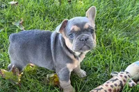 Kelly, a female French Bulldog for sale in Sturgis, MI – 6 of 10