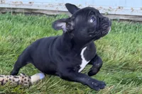 Paula , a female French Bulldog for sale in Sturgis, MI – 7 of 10
