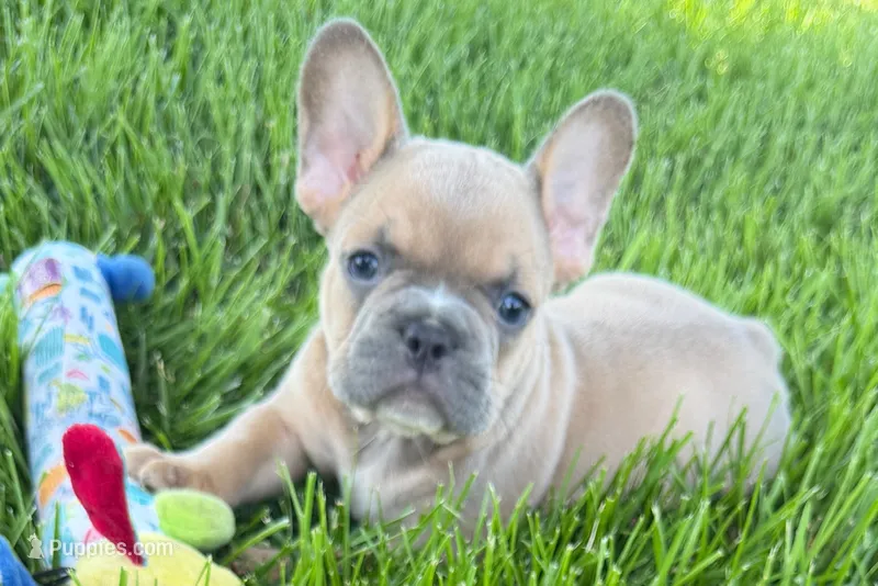 Peanut – French Bulldog puppy for sale in Sturgis, MI