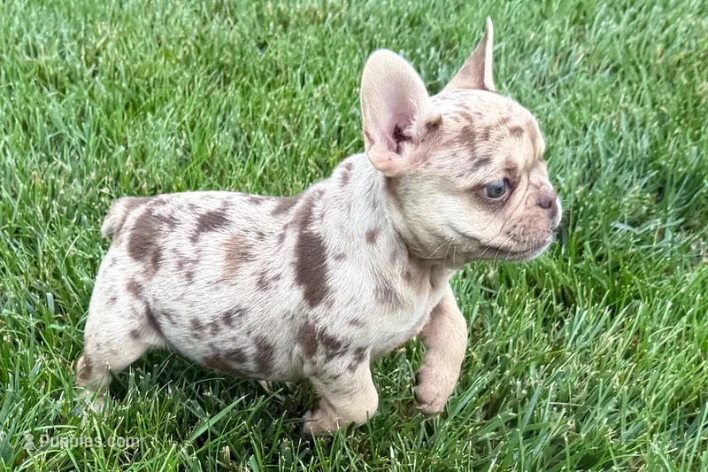 Kara – French Bulldog puppy for sale in Sturgis, MI