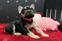 Zion , a male French Bulldog for sale in Sturgis, MI – 5 of 10