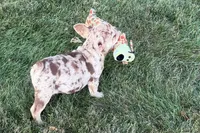 Kara, a female French Bulldog for sale in Sturgis, MI – 5 of 10