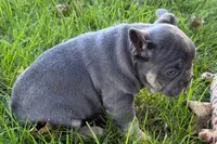 Kanto , a male French Bulldog for sale in Sturgis, MI – 5 of 9
