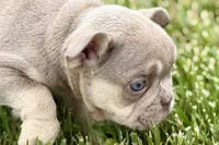Milo, a male French Bulldog for sale in Sturgis, MI – 4 of 10