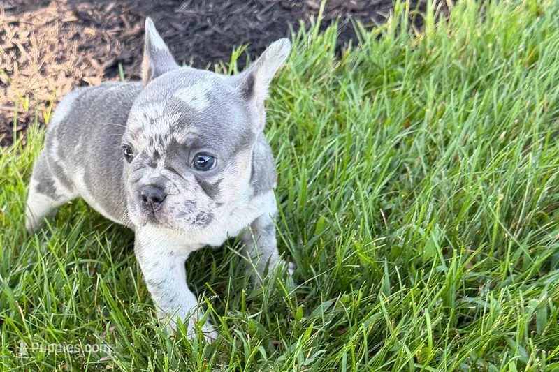 Rita – French Bulldog puppy for sale in Sturgis, MI