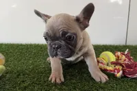 Gwen, a female French Bulldog for sale in Sturgis, MI – Photo 4 of 10