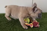 Gwen, a female French Bulldog for sale in Sturgis, MI – Photo 2 of 10