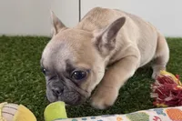 Gwen, a female French Bulldog for sale in Sturgis, MI – Photo 5 of 10