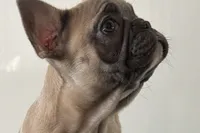 Gwen, a female French Bulldog for sale in Sturgis, MI – Photo 9 of 10