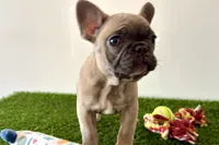 Gwen, a female French Bulldog for sale in Sturgis, MI – Photo 3 of 10