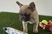 Gwen, a female French Bulldog for sale in Sturgis, MI – Photo 8 of 10