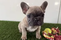 Gwen, a female French Bulldog for sale in Sturgis, MI – Photo 1 of 10